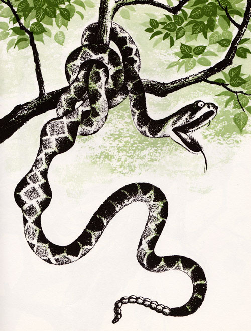 thecrowsofpearblossom_cooney6